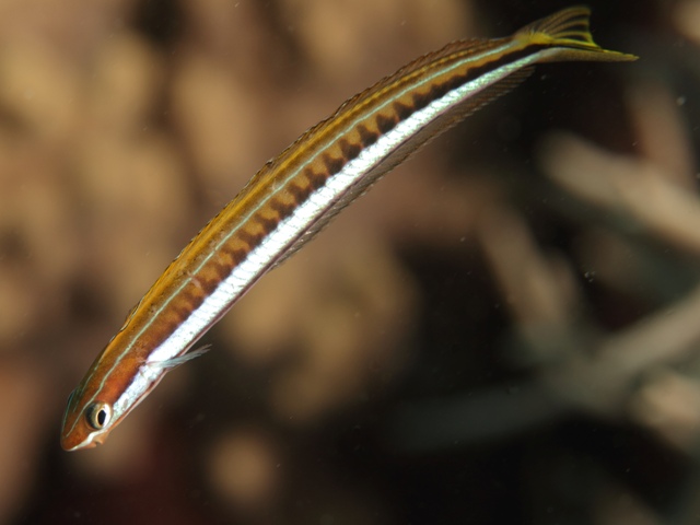 Plagiotremus Tapeinosoma
